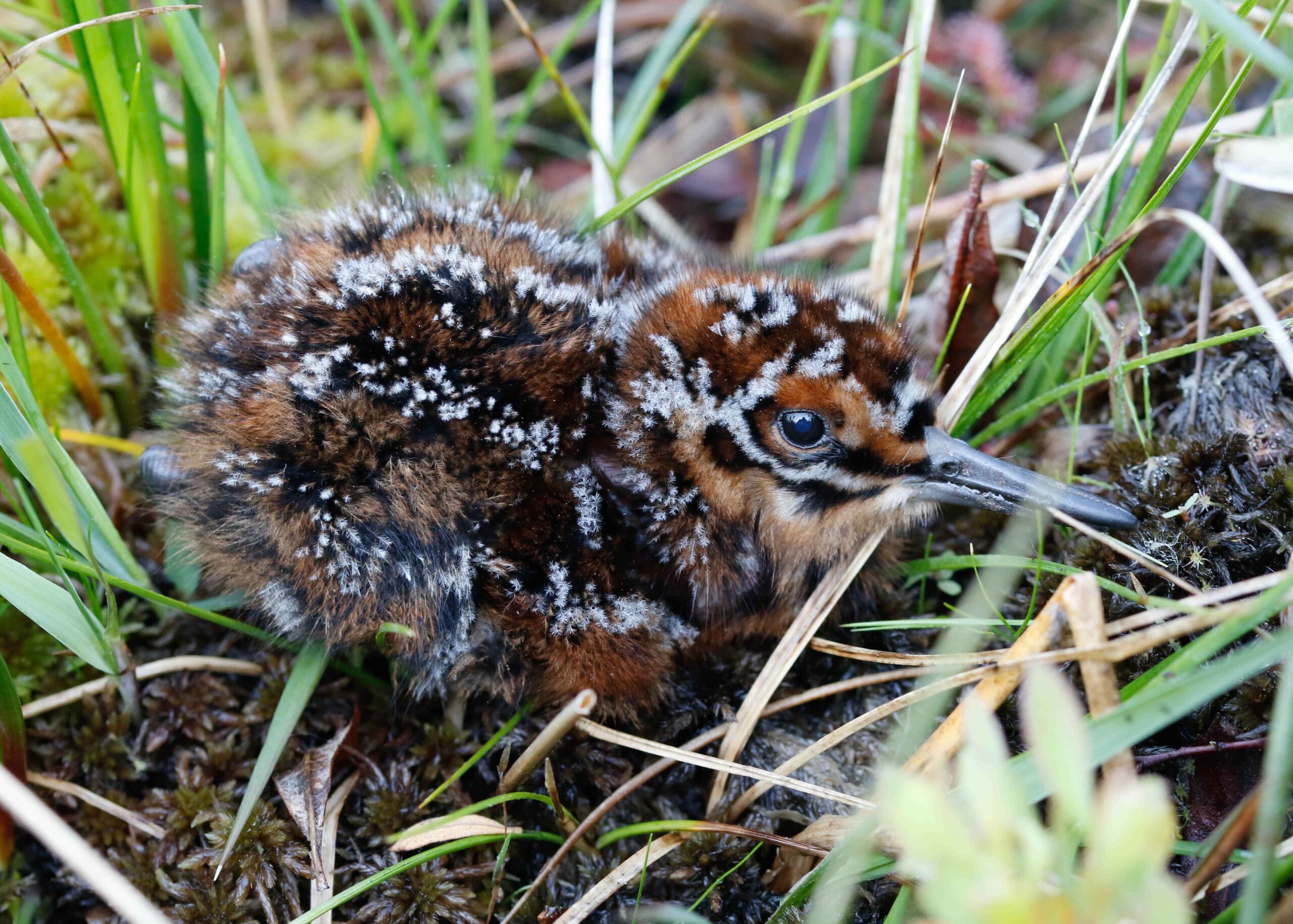 Snipe Chick