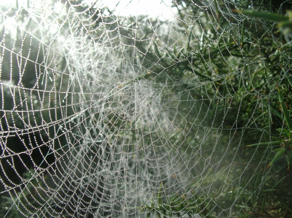 Spider’s web