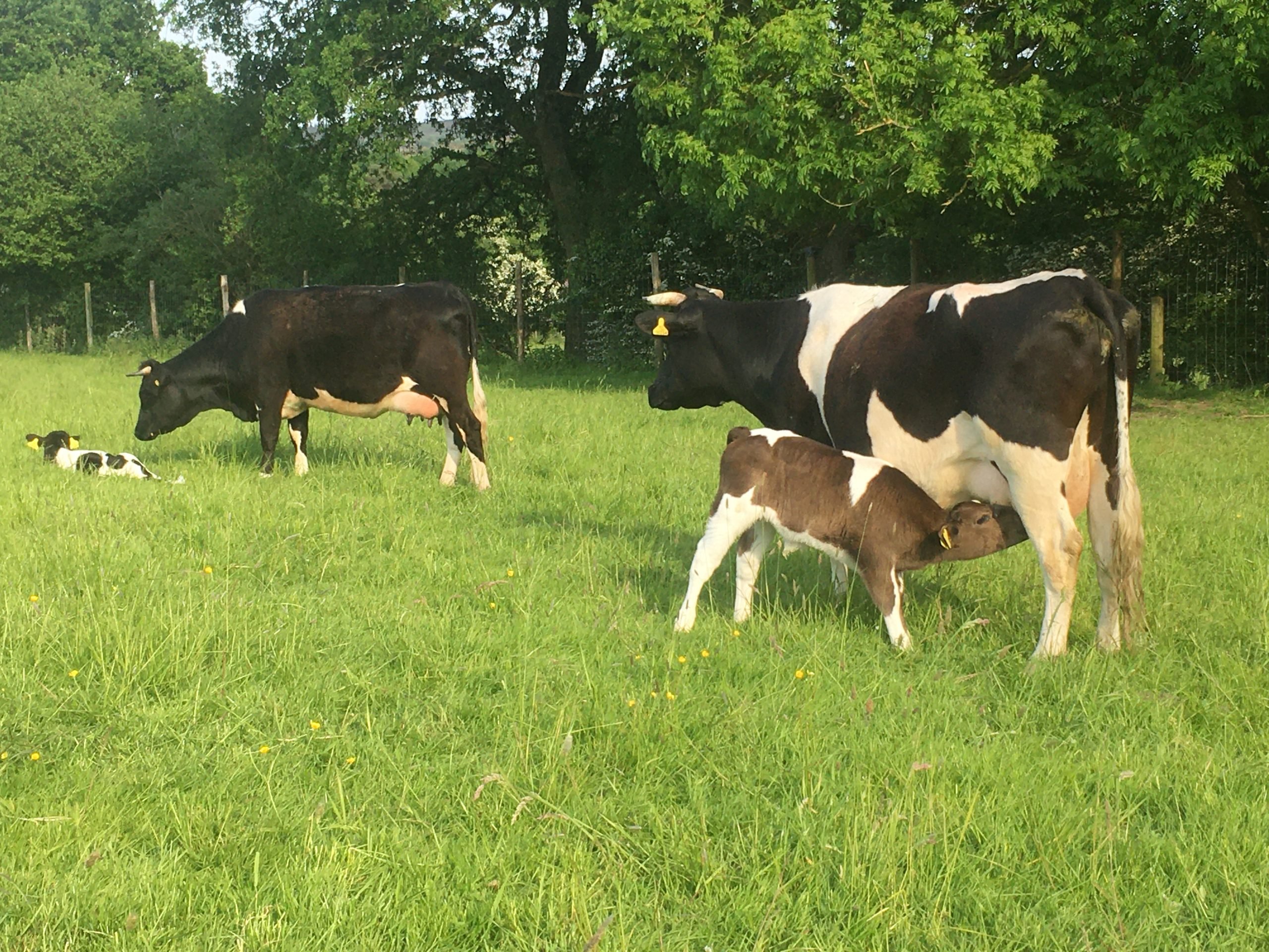 Cows and calves at St Giles Farm