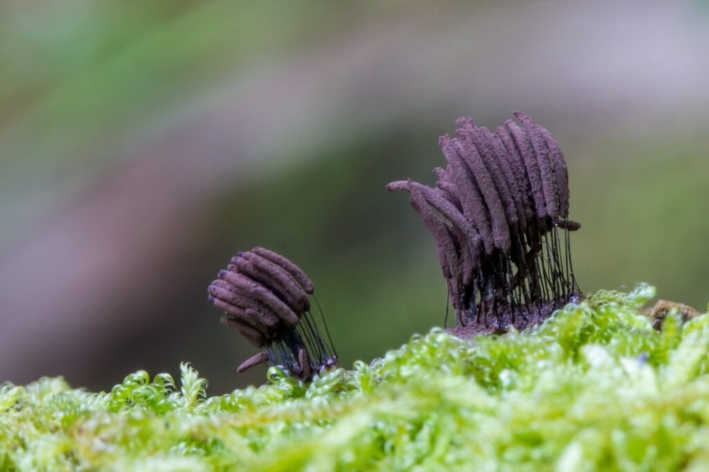 Close-up of purple-brown Stemonitis slime mold sporangia on thin black stalks growing from green moss