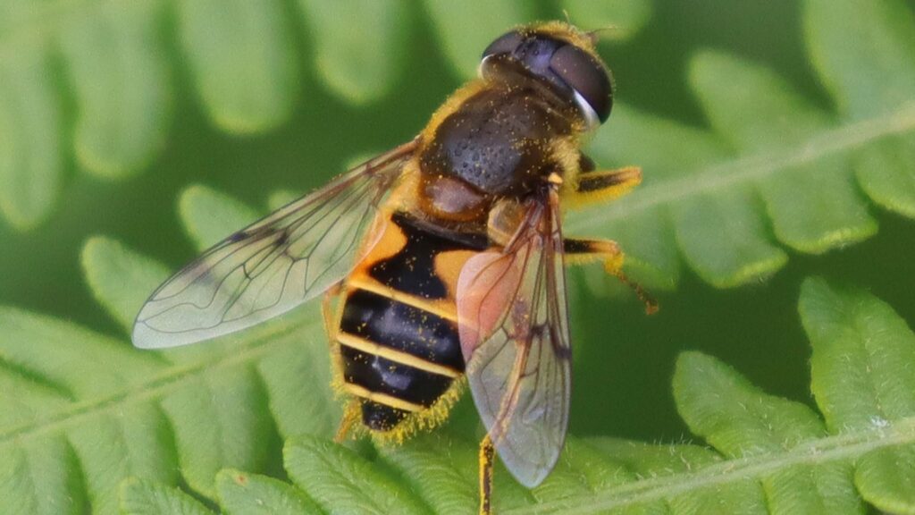 Stripe-winged Dronefly