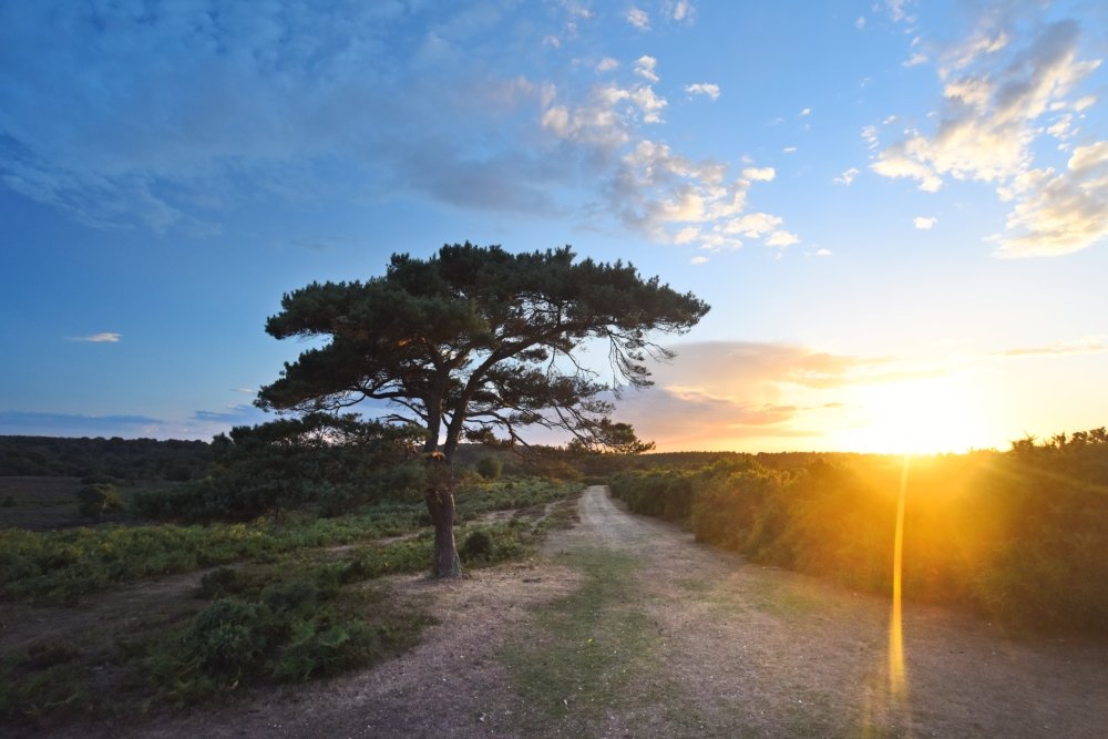 A sunrise glows brightly across a path and single tree.