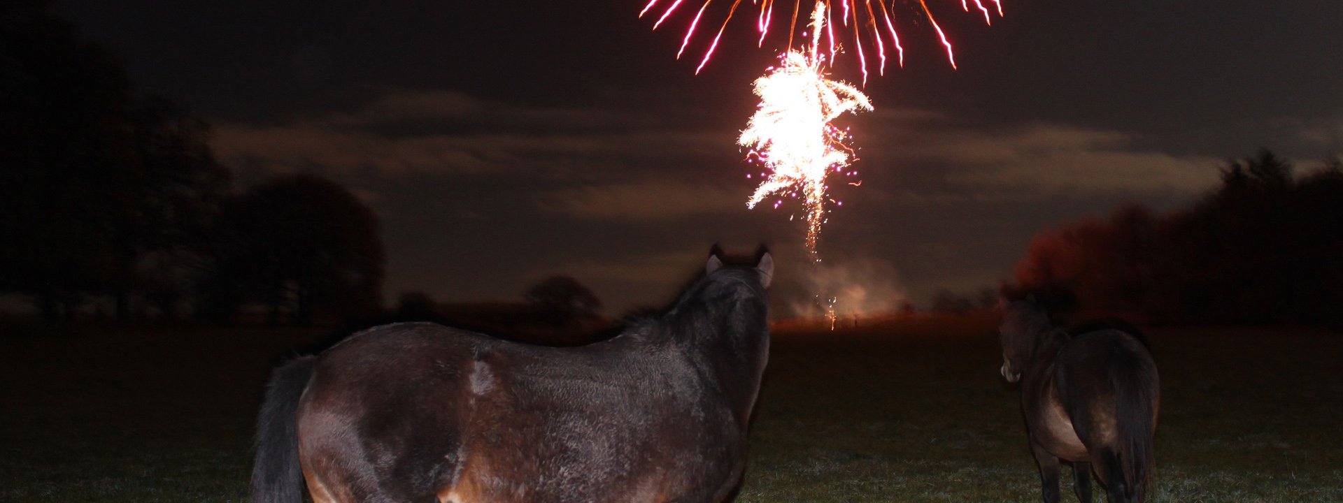 A photo of ponies standing in front of fireworks exploding in the distance