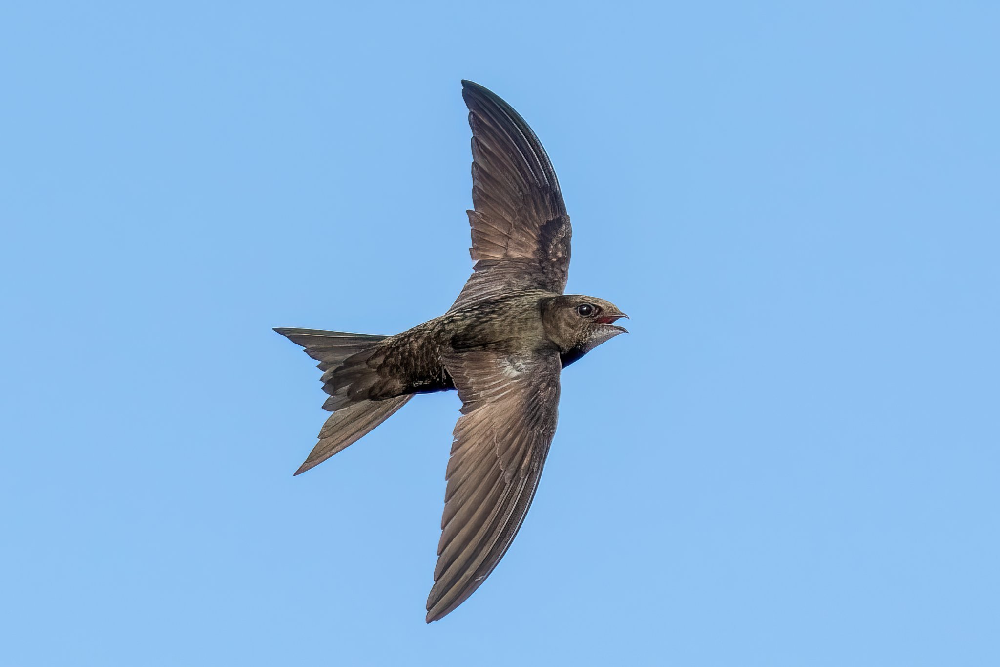 Swift by Robert Booth