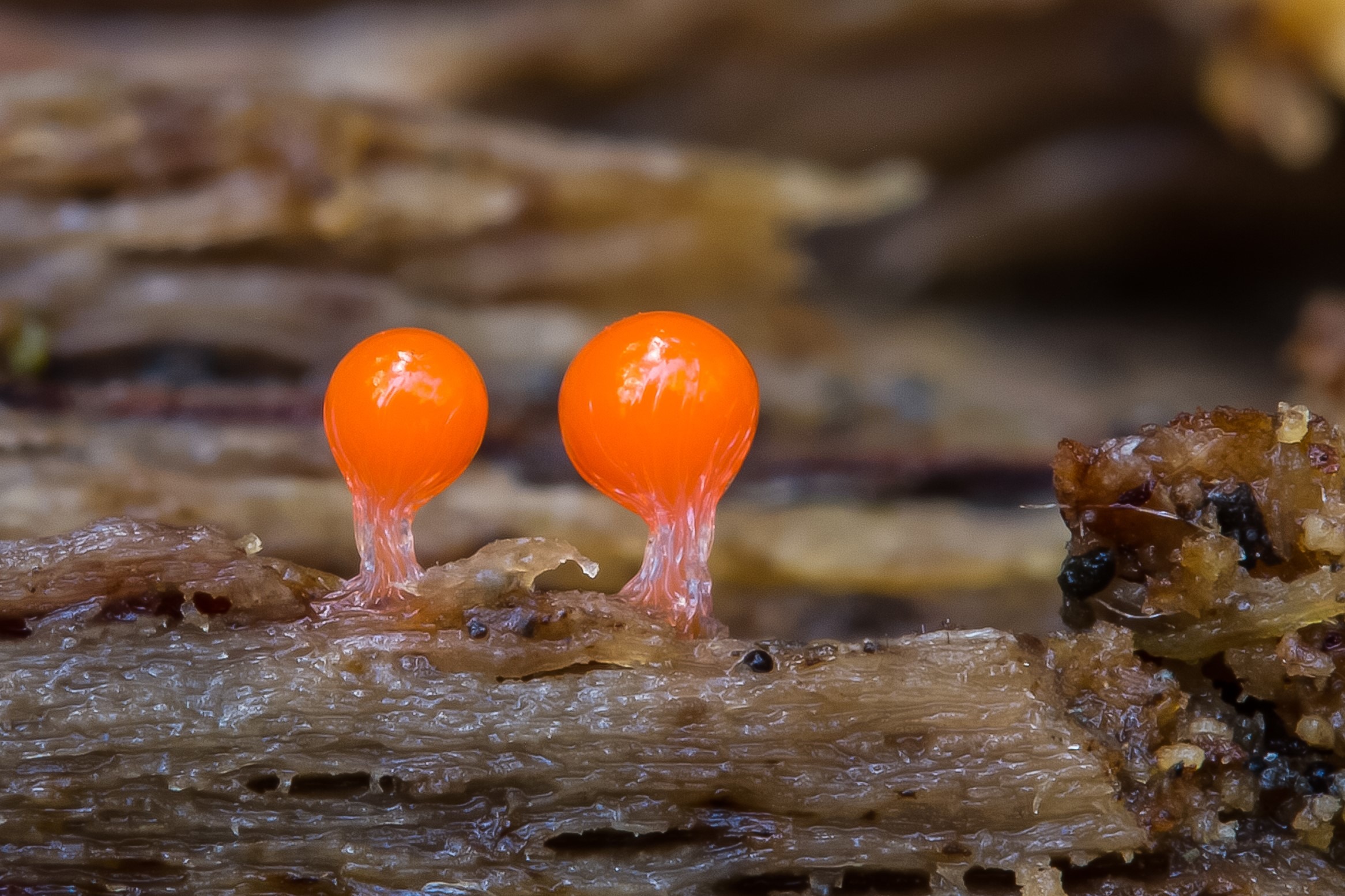 Two bright orange Trichia decipiens slime mold sporangia on rotting wood, close-up macro view