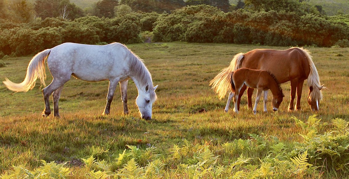 Two ponies crop Amanda Norfolk