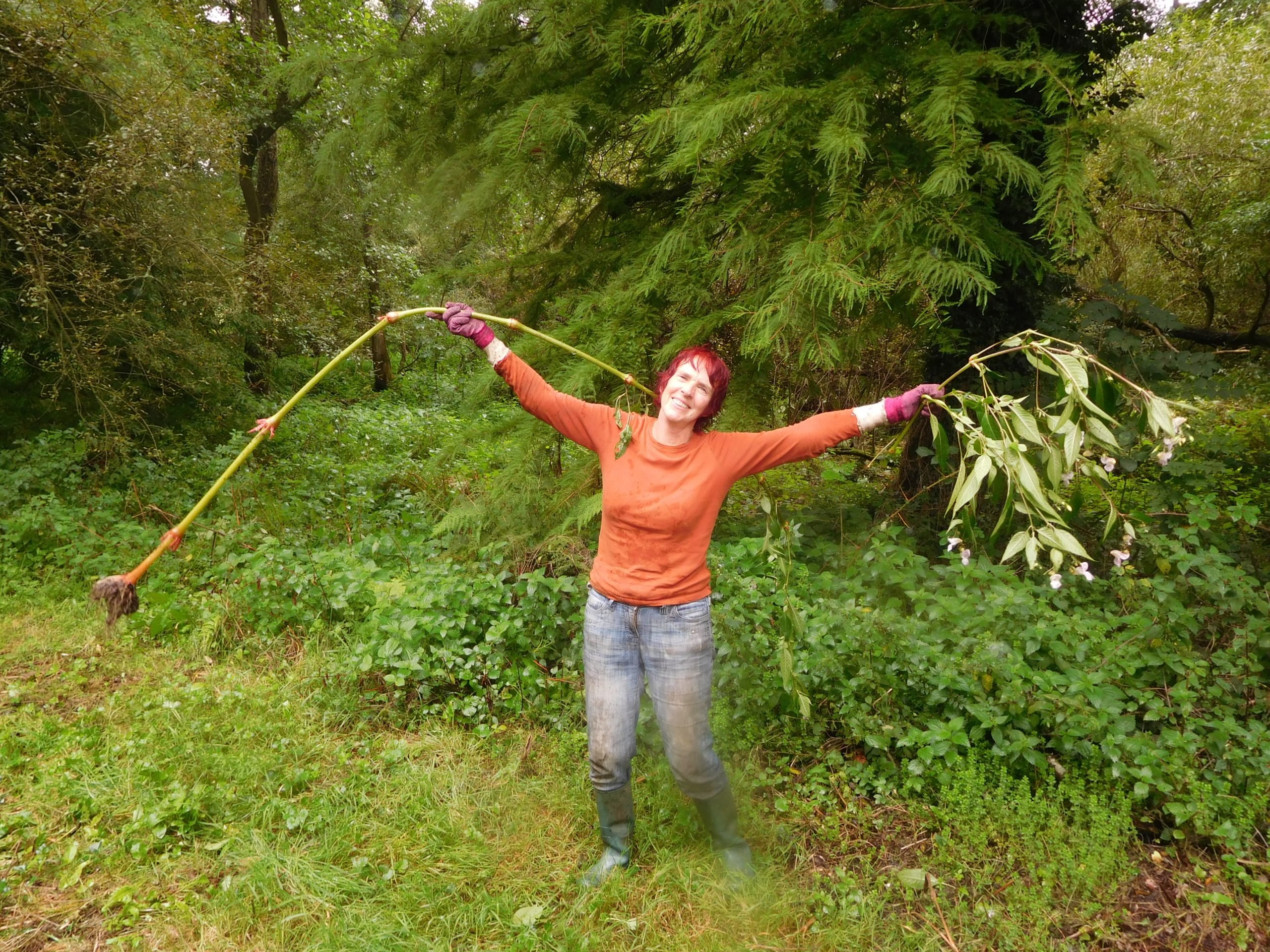 Volunteer Chrissie Whiffen removing invasive Himalayan Balsam