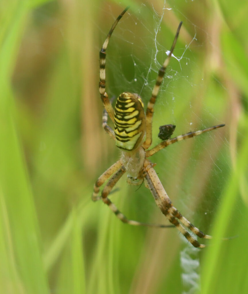 Wasp spider with yellow and black striped abdomen hanging in a web among green grass stems