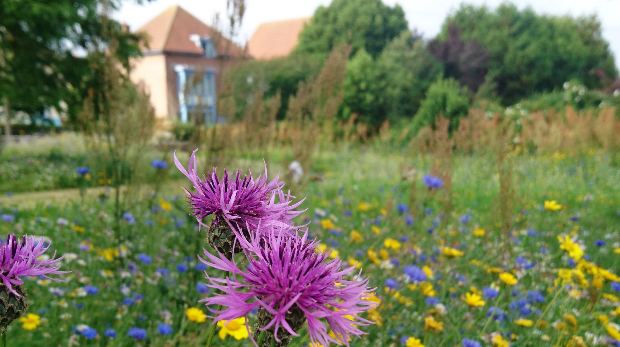 Wildflower meadow at Lymington Town Hall