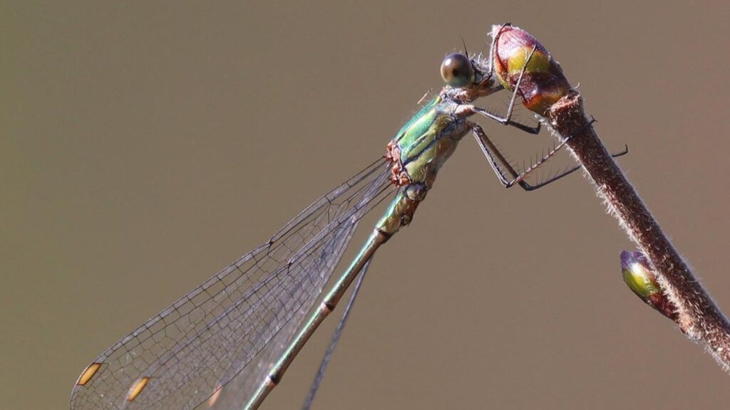 Close-up of a willow emerald damselfly perched on a twig with a red bud, showing metallic green body and clear wings