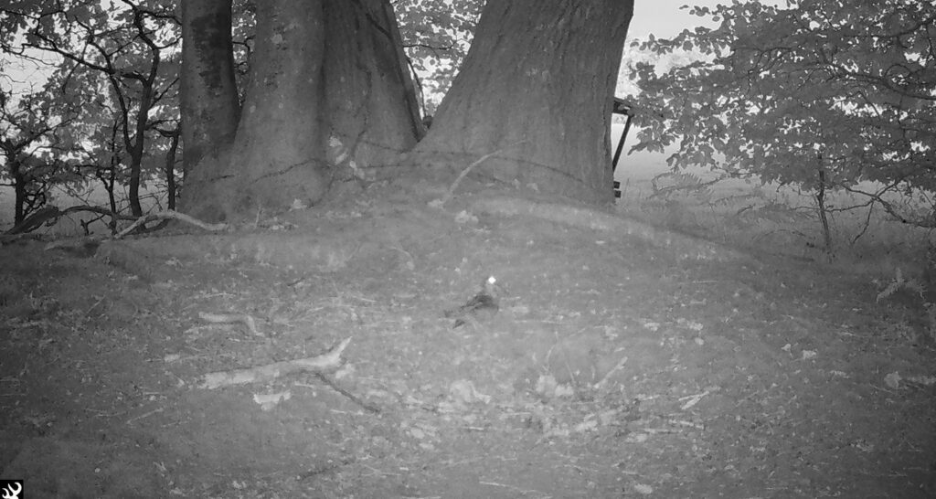 Night-vision trail cam view of a woodland clearing with two large tree trunks and leaf litter on the ground