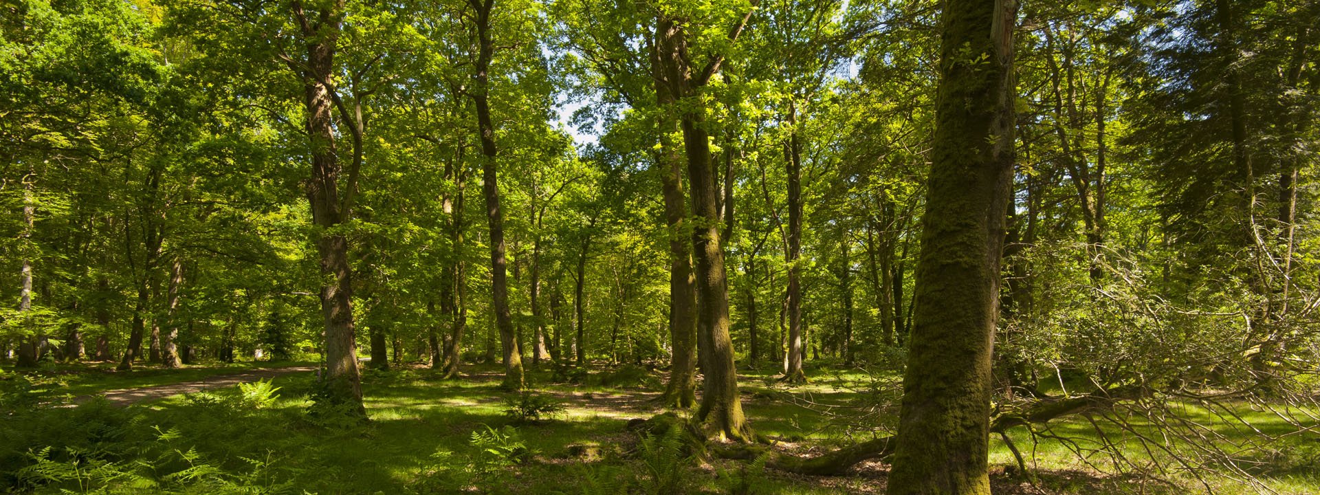 Image of a woodland landscape