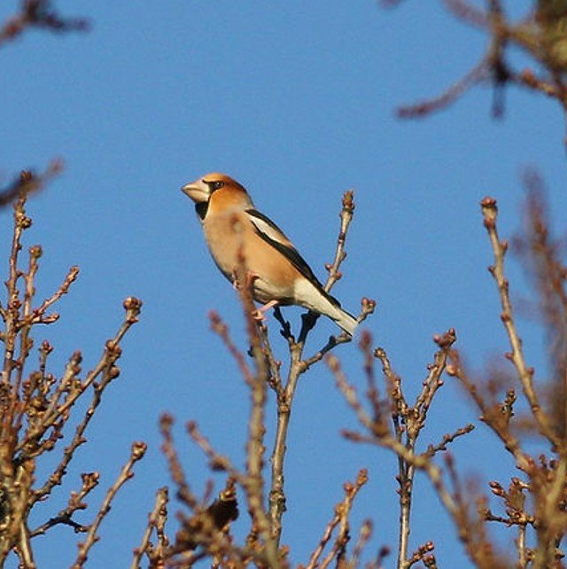 hawfinch