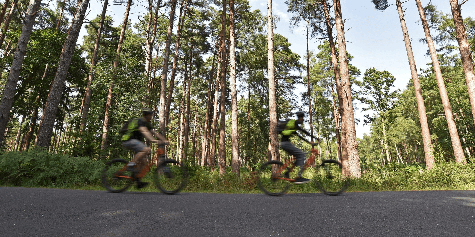 Two cyclists ride along a paved road through tall pine trees in the New Forest