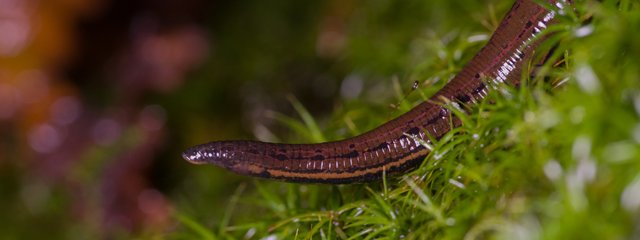 leech_npa_web