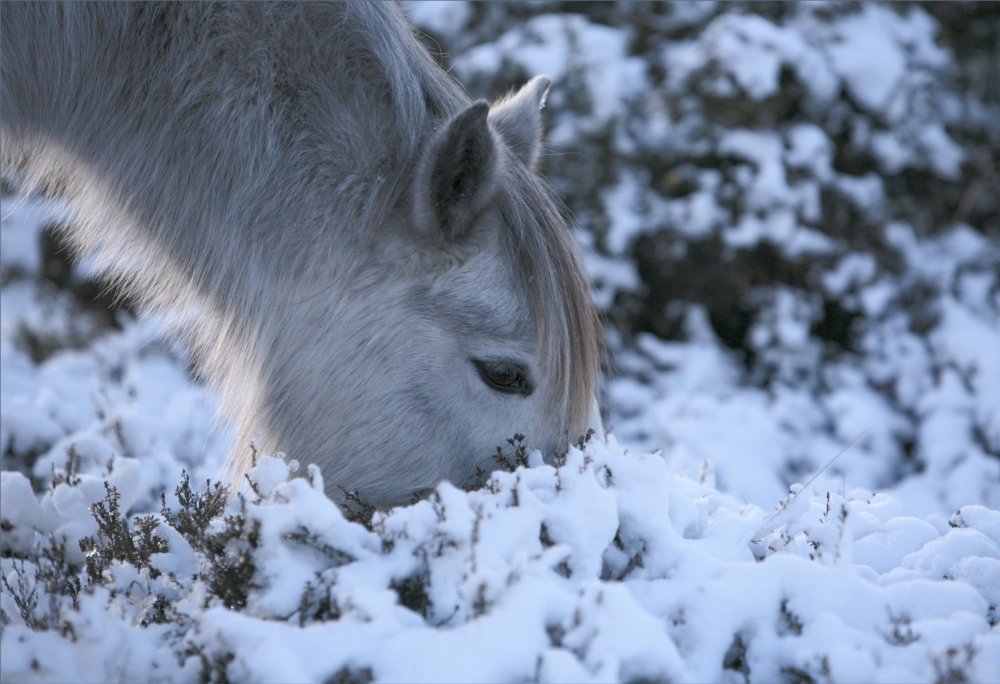 pony in snow