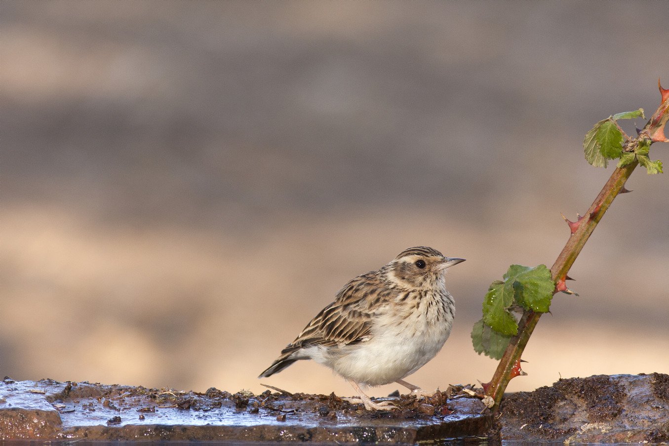 A bird and a bramble stem