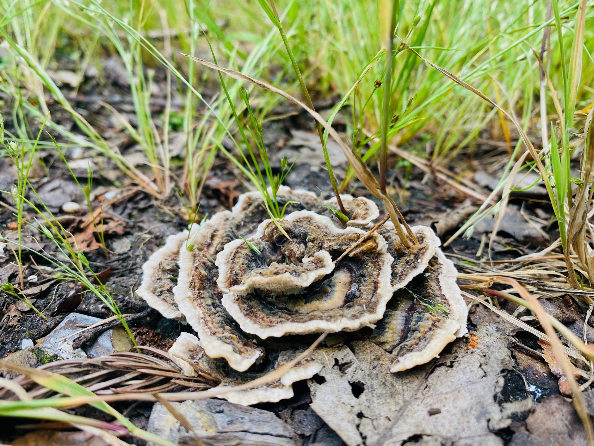 turkey tail fungi