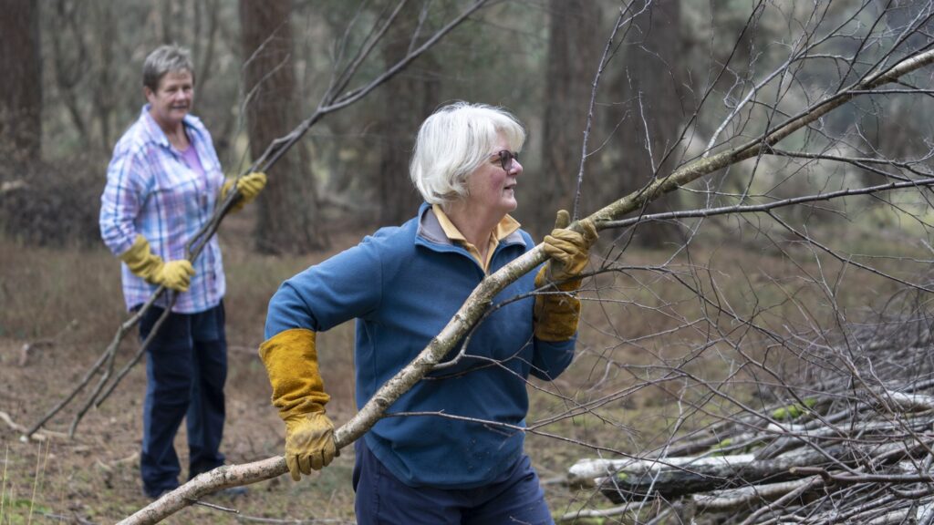 Two volunteers wearing gloves carry cut tree branches in woodland at Copythorne Common