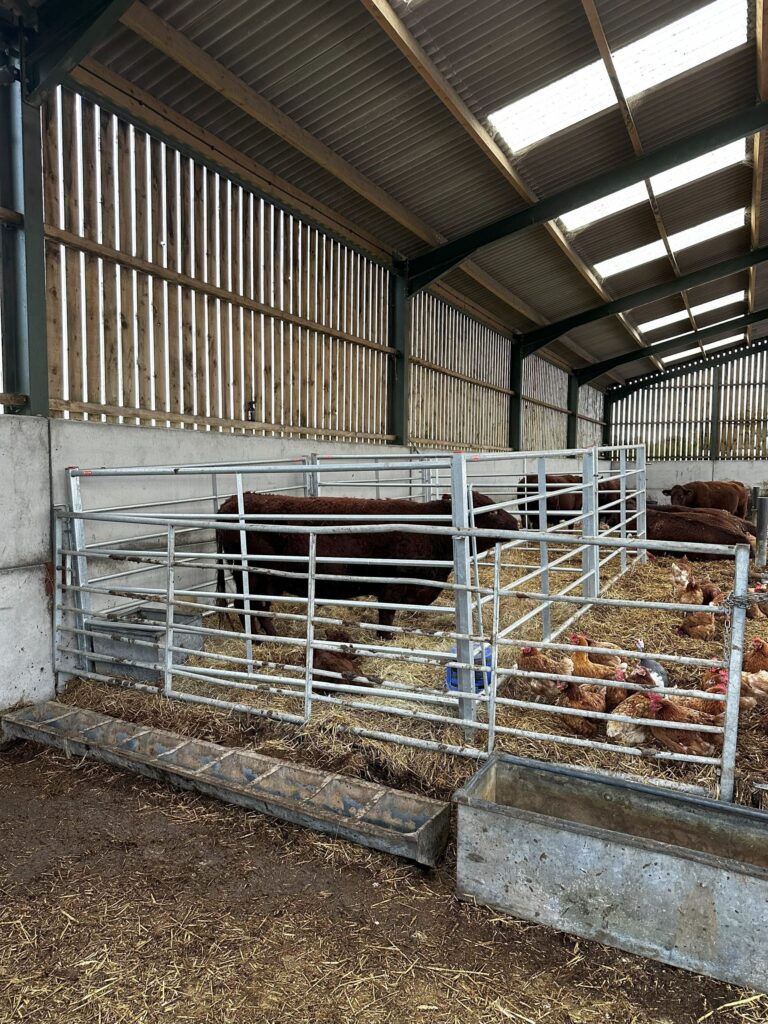 Cows in metal pens inside a barn with slatted wooden walls and skylights; chickens gathered on straw in the foreground
