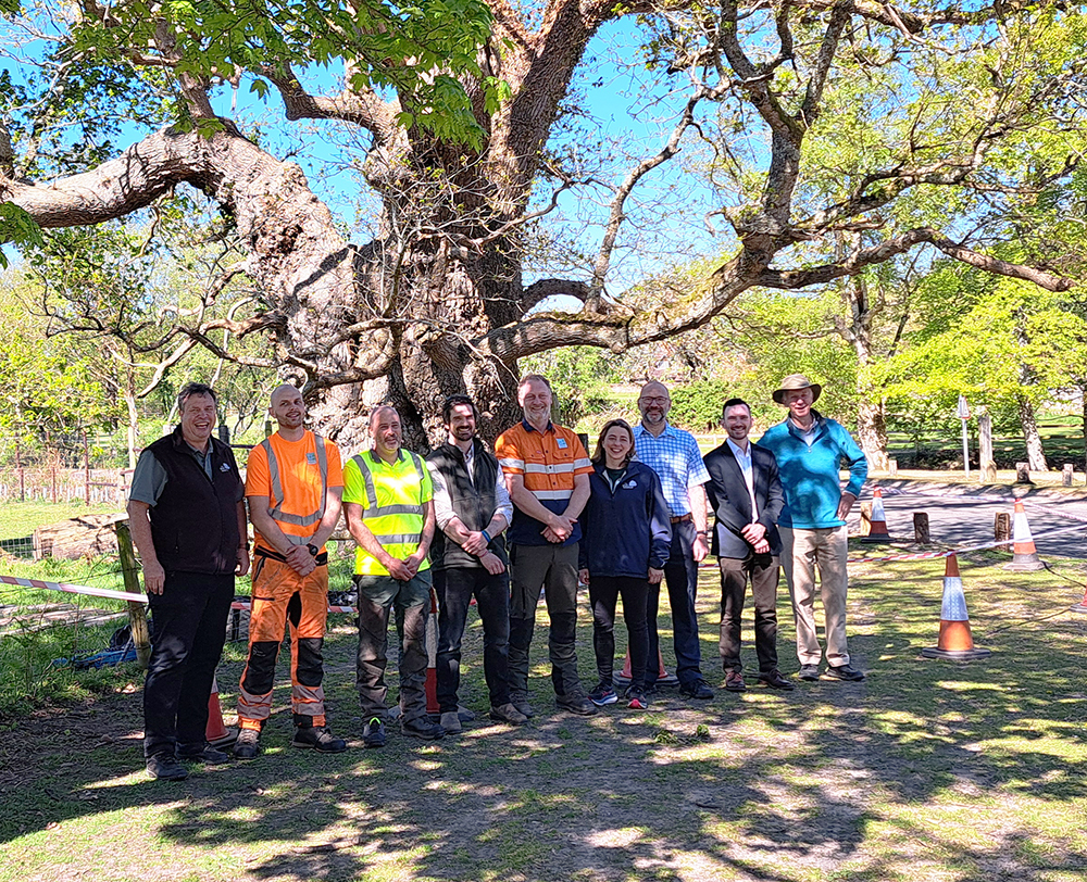 Group of nine people in safety gear and casual clothes standing in front of the large Queen Oak tree in a park