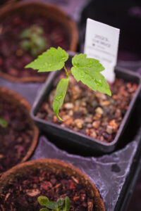 Sycamore Gap seedling with water droplets, growing in a small pot at the National Trust Plant Conservation Centre