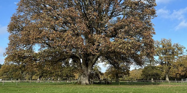 Large ancient tree in a grassy field at New Park, Brockenhurst, with a wide canopy under a blue sky