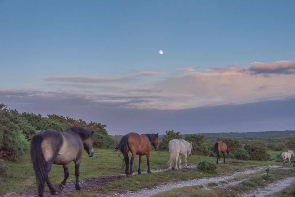 Ponies walking across heathland
