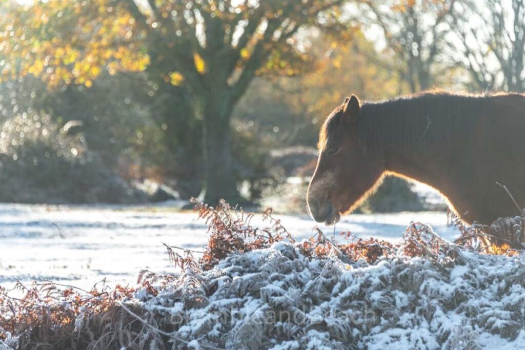 New Forest pony in the frost