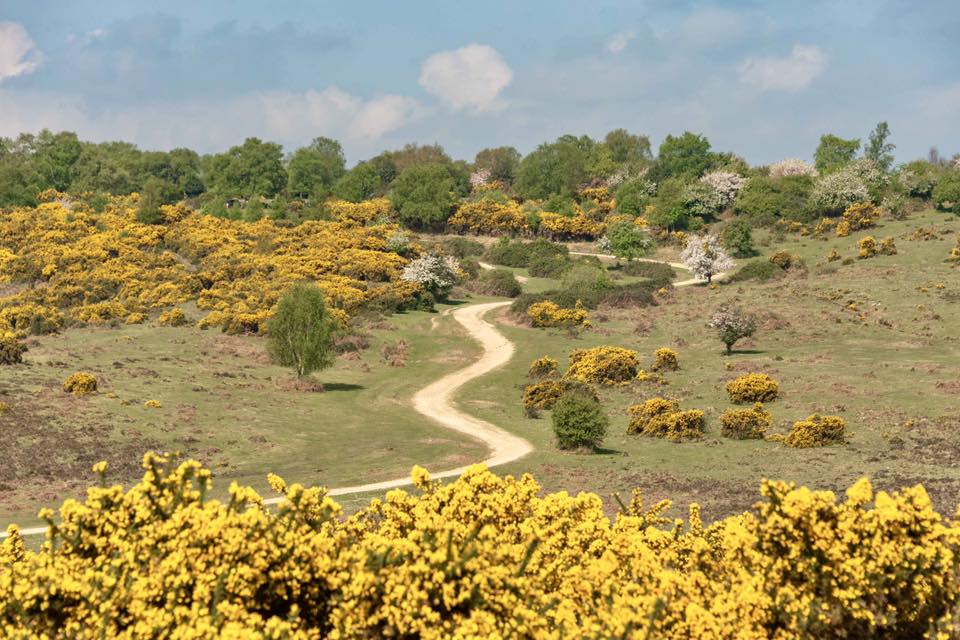path through the gorse