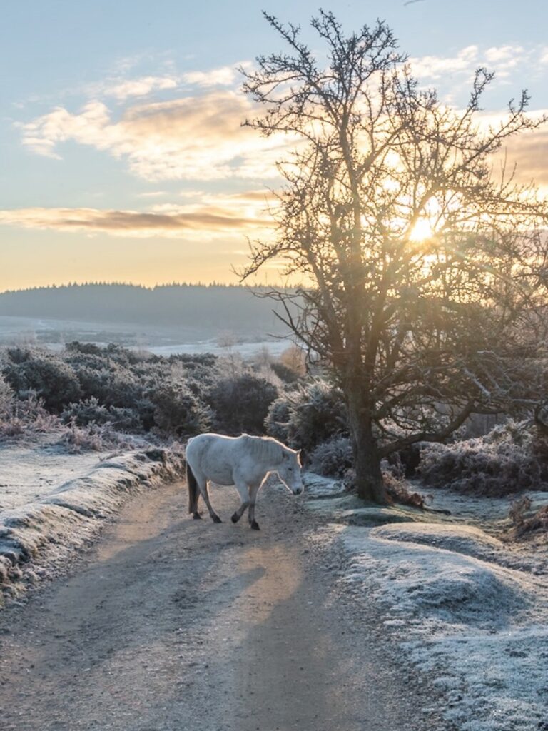 white pony in the snow