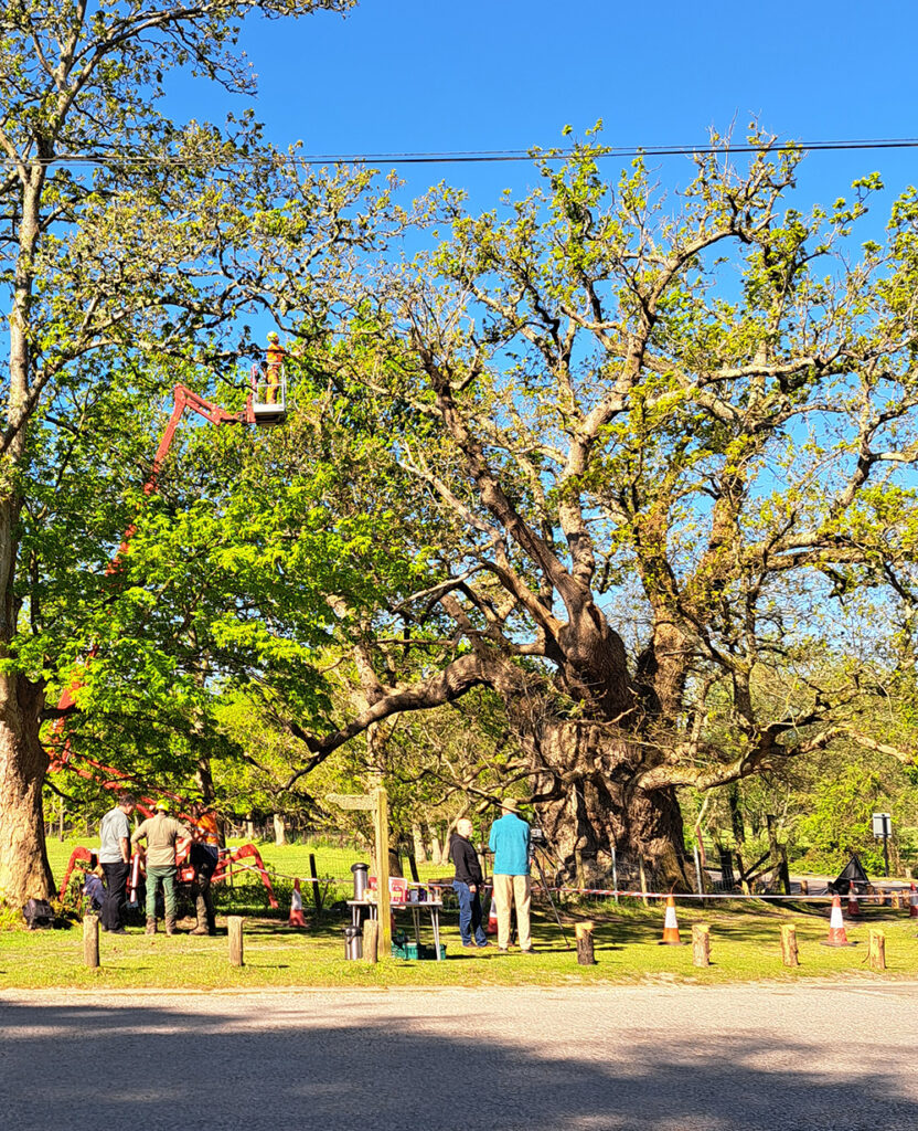 Contractors in a cherry picker prune branches near a large oak tree, with crew and cones on the ground below