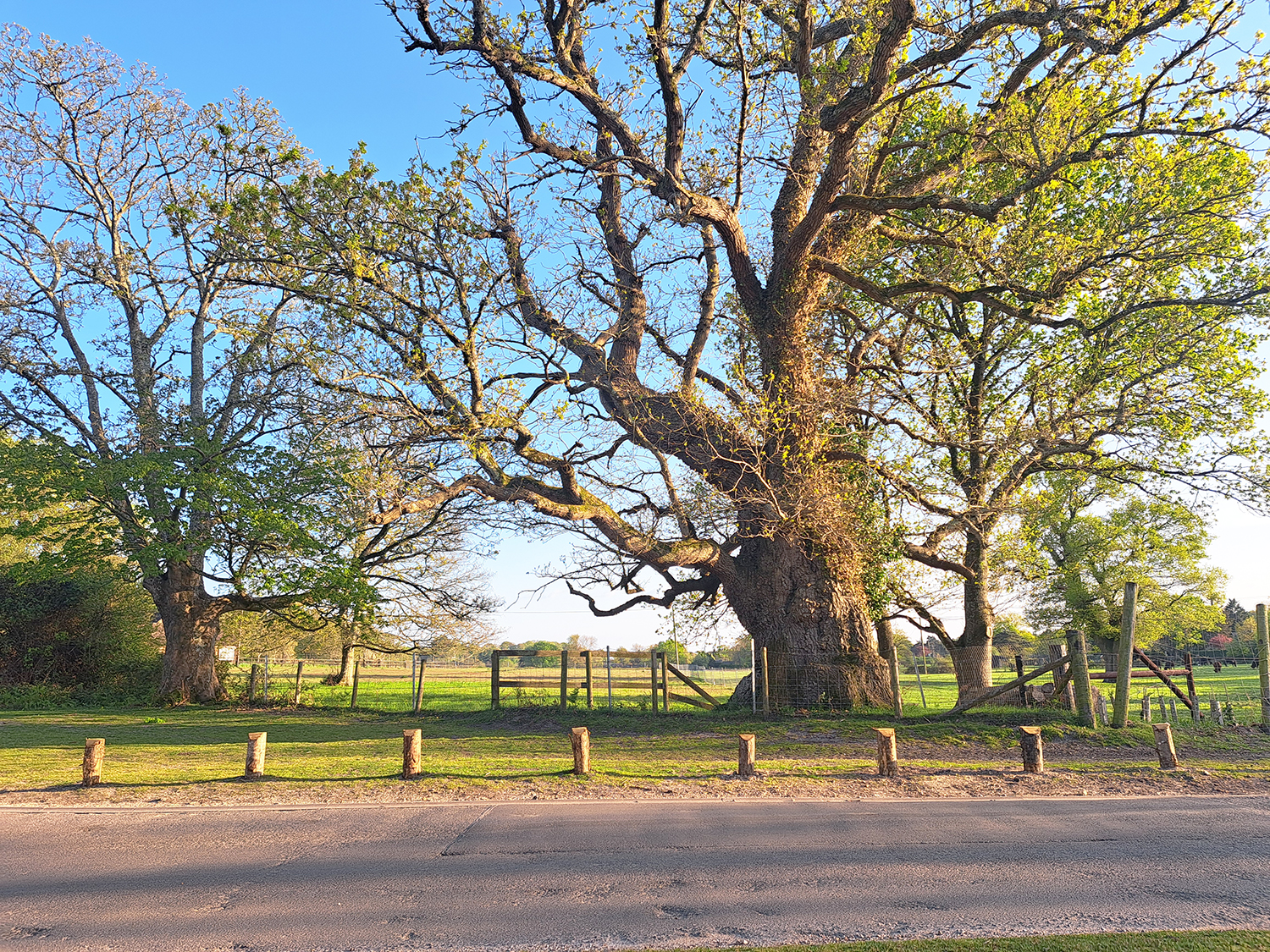 Wooden posts in a line at the base of a large oak tree by a roadside, with fields and fences behind