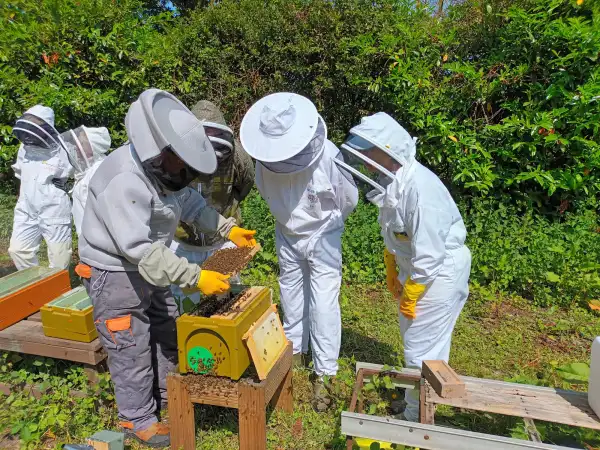Beekeepers in protective suits inspect a frame covered with bees beside wooden hive boxes outdoors