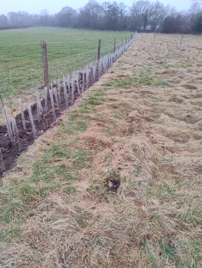 new hedge planting by a field