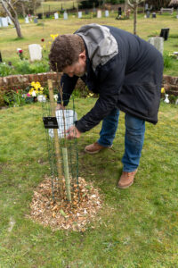 Nik Gruber waters a Sycamore Gap sapling inside a wire guard at Bolton’s Bench, with gravestones and spring flowers behind