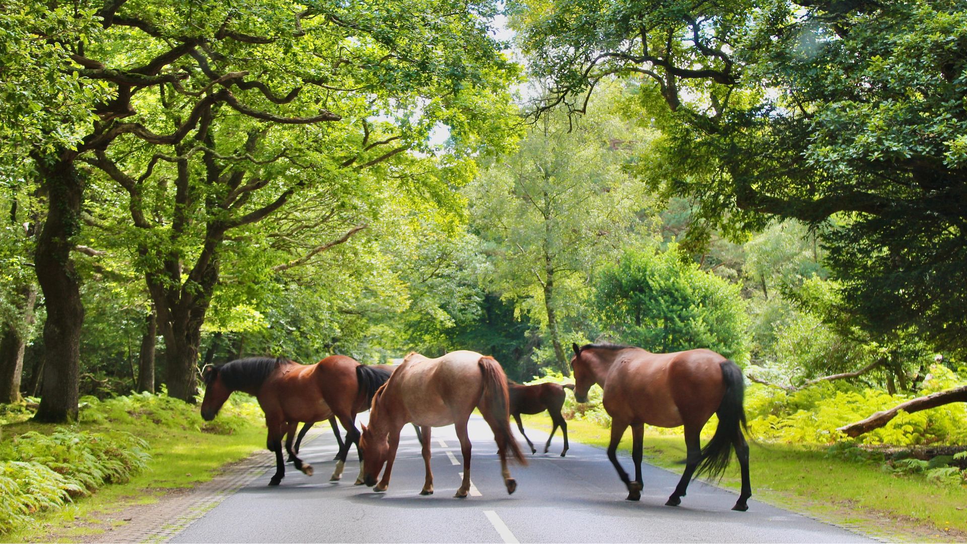 ponies in the road