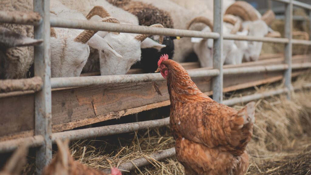 chicken and cows on a farm