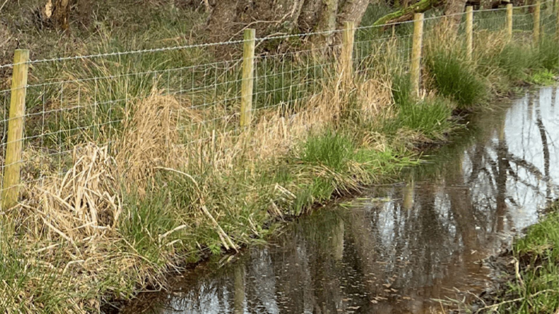 Bramshaw smallholding ditch