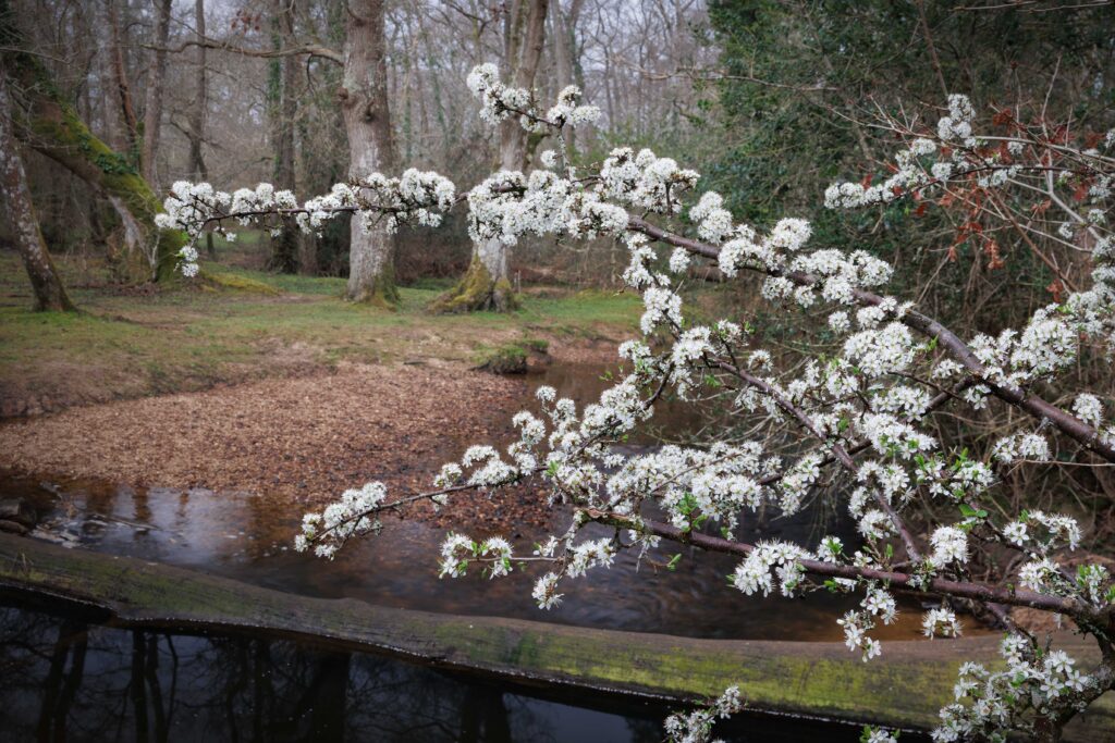 Forest blossom