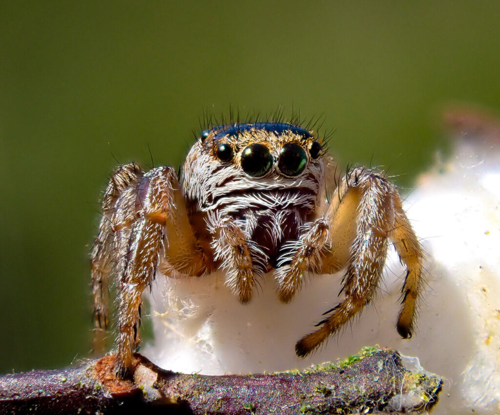 Bow jumping spider