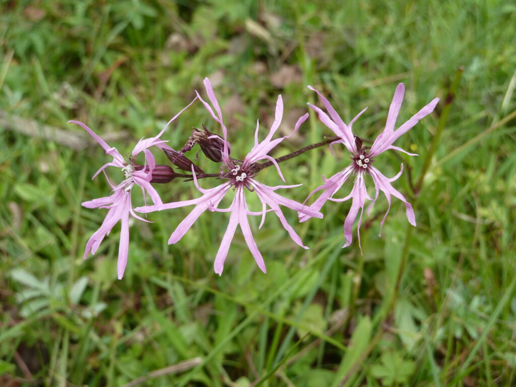 small purple flower in grassland