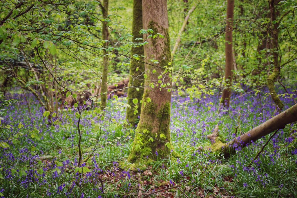 bluebell woods