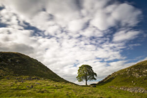 Sycamore tree in a grassy valley gap beside Hadrian's Wall, Northumberland, under a cloudy sky