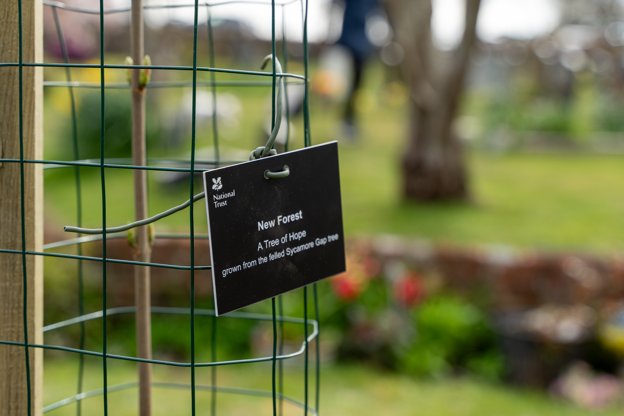 Sycamore Gap sapling inside a wire guard, with a National Trust tag reading New Forest, Tree of Hope grown from the felled tree