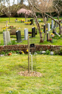 Sycamore sapling in a wire guard and stake on grass at Bolton’s Bench cemetery, with headstones and spring flowers behind