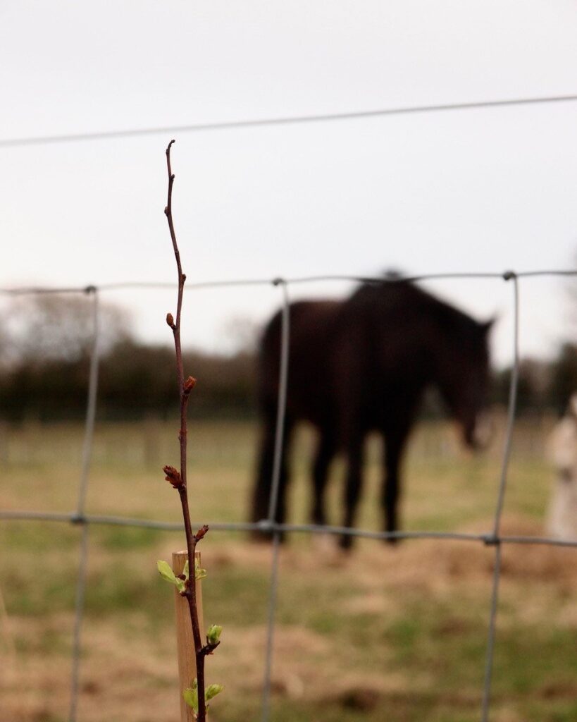 new hedge growing close up