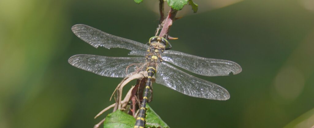 Golden-ringed dragonfly perched on a twig, wings spread, with black-and-yellow striped body against a blurred green background