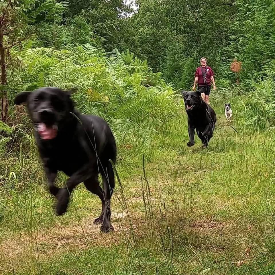 Three dogs run along a grassy woodland path while a person in a maroon shirt walks behind them