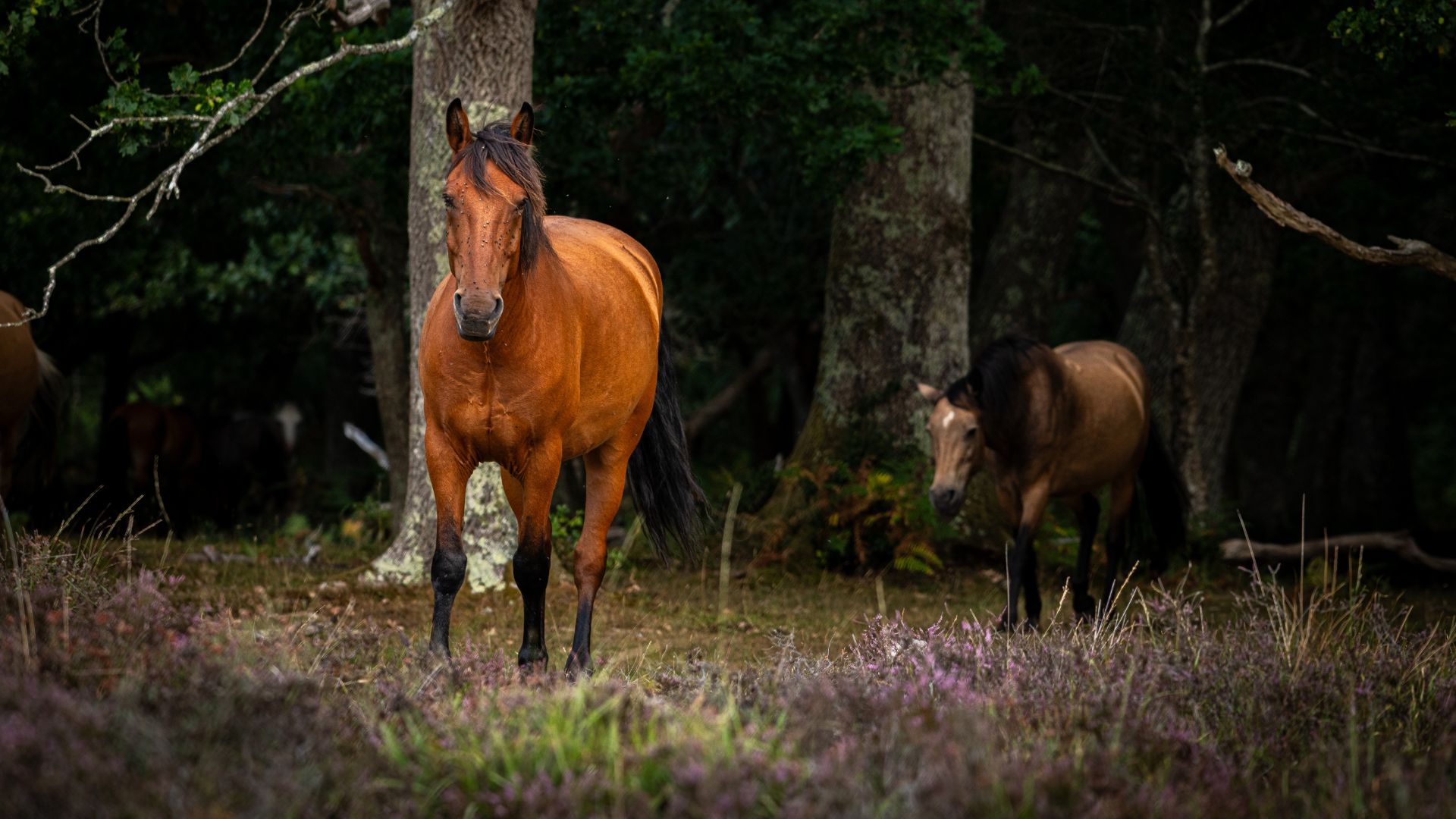 ponies emerging from woodland